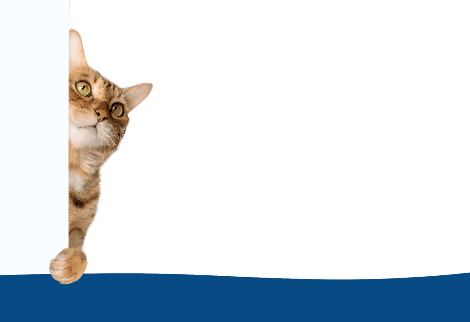 Ciekawski kot zaglądający zza krawędzi ekranu